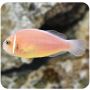 Clown Pink Skunk (Amphiprion Perideraion)