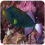 Pink Tail triggerfish (Melichthys vidua)