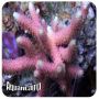 Millepora Rosa (Acropora millepora) 