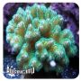 Pocillopora Green (Pocillopora Damicornis) 