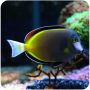 Powder Brown Tang (Acanthurus japonicus)