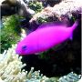 Pseudocromis Purple (Pseudochromis porphyreus) 