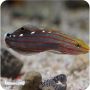Rainford's Goby