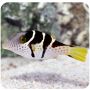 Saddle Valentini Puffer (Canthigaster valentini) 
