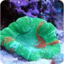 Scolymia green (Scolymia vitiensis)