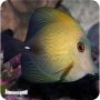 Zebrassoma Scopas (Zebrasoma scopas)