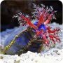 Sea Apple (Pseudocolochirus violaceus)