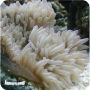 Anemona Sebae (Heteractis crispa)