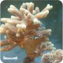 Seriatopora Caliendrum
