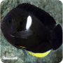 Tibicen Angelfish (Centropyge tibicin)