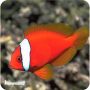 Palhaço Tomato Cinamon MD (Amphiprion frenatus)