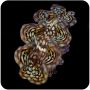 Tridacna Squamosa