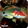 Wrasse Exquisite (Cirrhilabrus exquisitus)