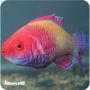Wrasse Red Velvet (Cirrhilabrus rubrisquamis)