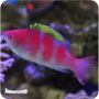 Wrasse Yellow Fin Fairy (Cirrhilabrus flavidorsalis)
