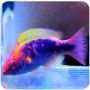 Wrasse Lubbock ( Cirrhilabrus lubbocki )