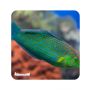 Wrasse melanurus (Halichoeres melanurus) 