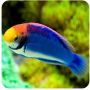 Wrasse Solorensis (Cirrhilabrus solorensis)