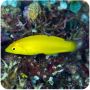 Wrasse Yellow Coris ( Halichoeres chrysus )