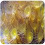 Yellow Polyps (Undescribed Zoanthid) 