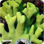 Porites Yellow (Porites spp.)