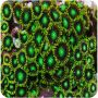 Zoanthus Radioactive Green