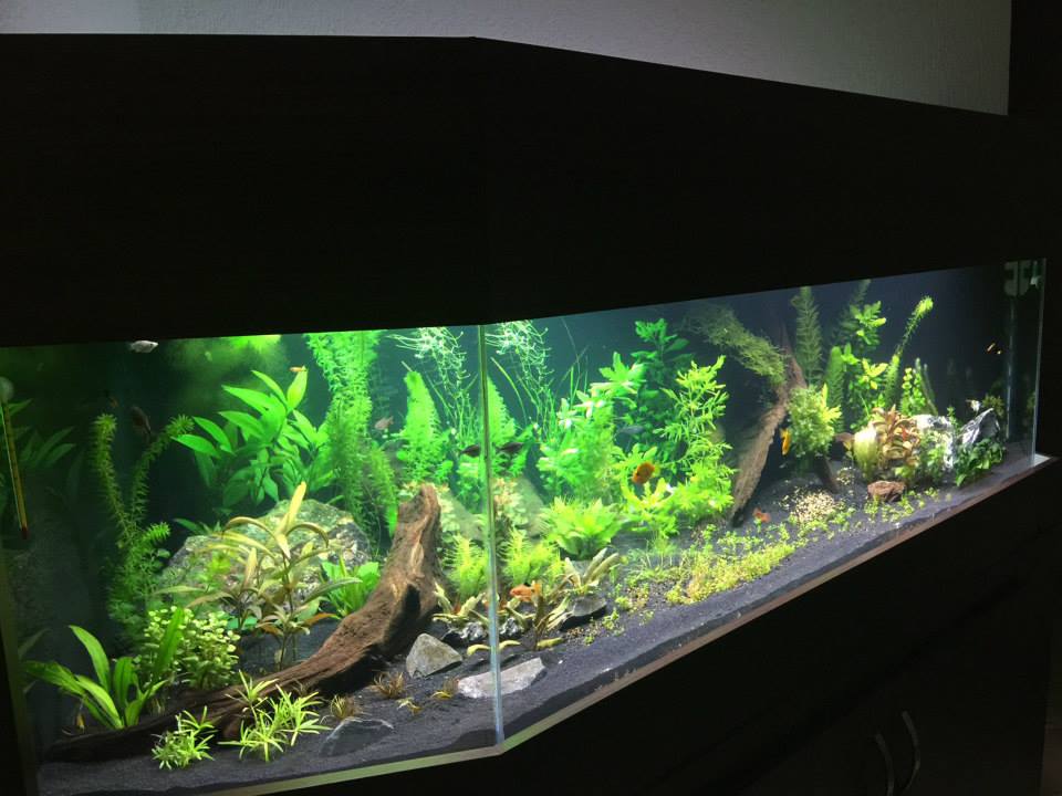 Projeto Plantado 800 Litros